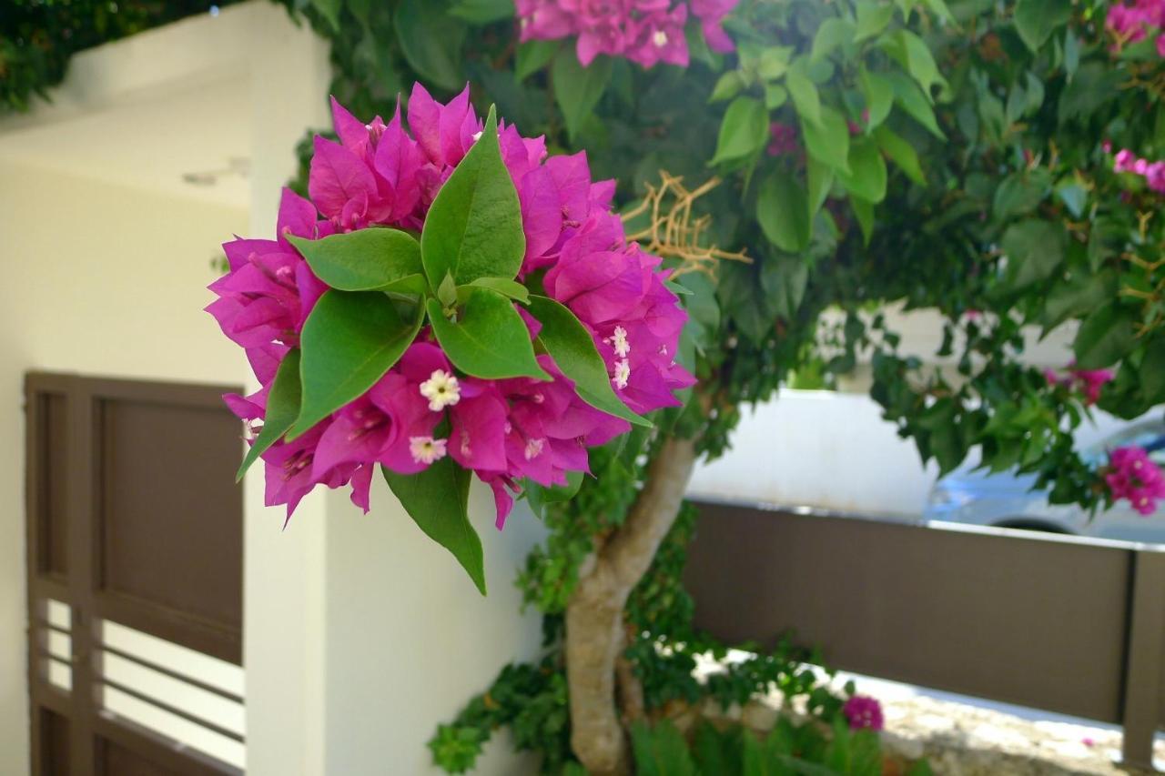 Maria & Manos Guest House, Agios Onoufrios Beach Zewnętrze zdjęcie